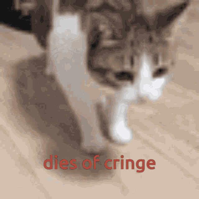 a cat walking on a wooden floor with the words dies of cringe written below it