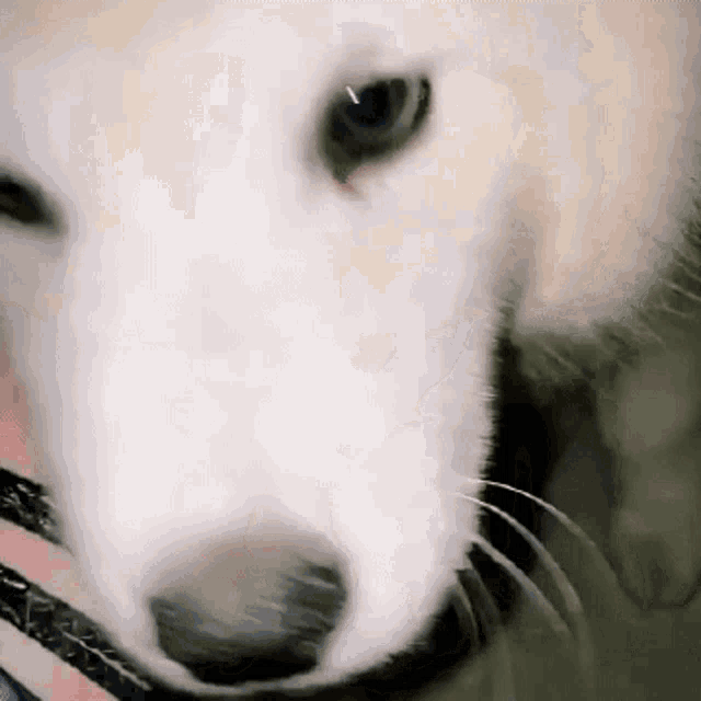 a close up of a dog 's face with a black nose