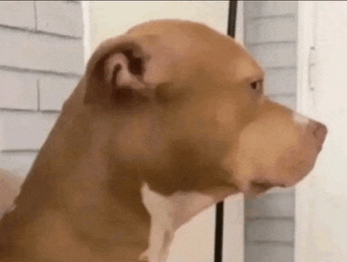 a brown dog is standing in front of a door and looking at something .