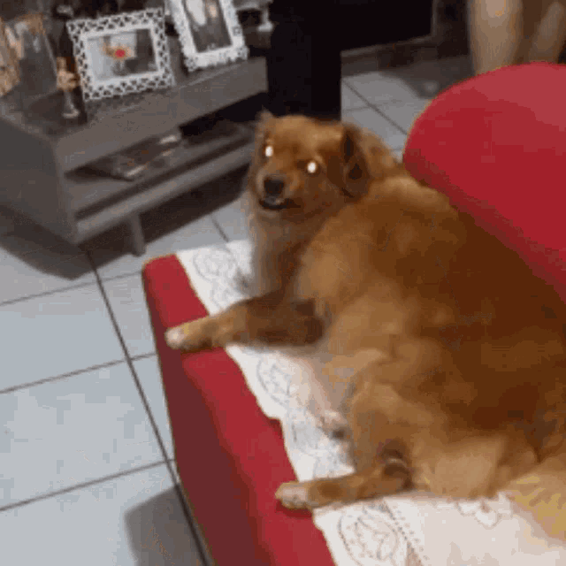 a brown dog is laying on a red couch and looking at the camera