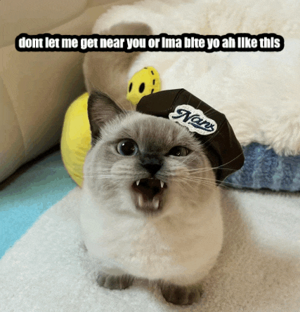 a cat is wearing a hat that says nans on it