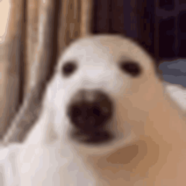 a close up of a white dog looking at the camera in a room .