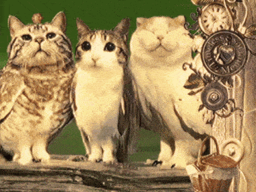 three cats are standing next to each other with a clock that says stainless steel on it