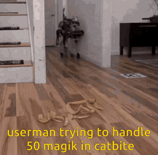 a dog is walking on a wooden floor with the caption userman trying to handle 50 magic in catbite