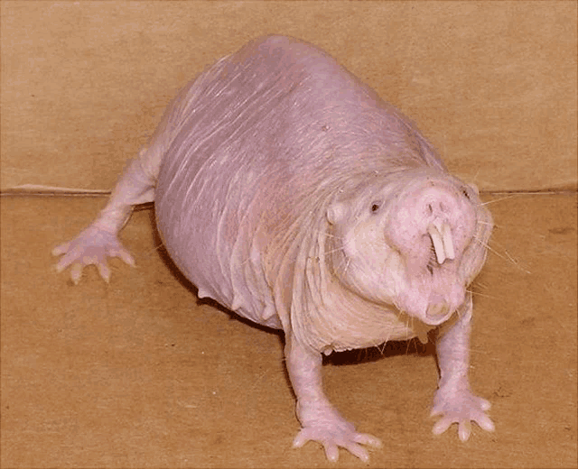 a close up of a naked rat on a brown background