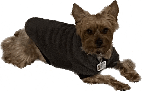 a small brown dog wearing a black sweater and a tag that says ' chris ' on it