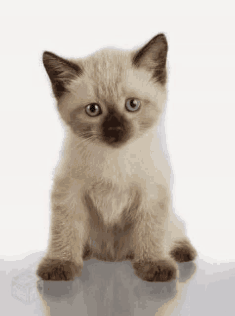 a siamese kitten with blue eyes is sitting on a white surface .