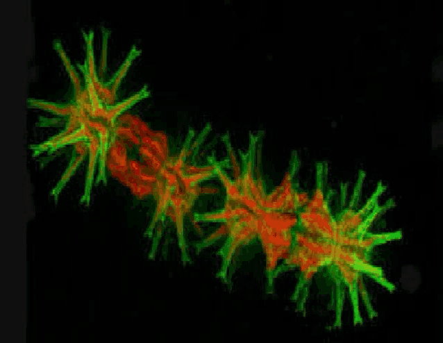 a group of green and red bacteria are glowing in the dark .