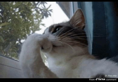 a cat looking out a window with a tik tok comment