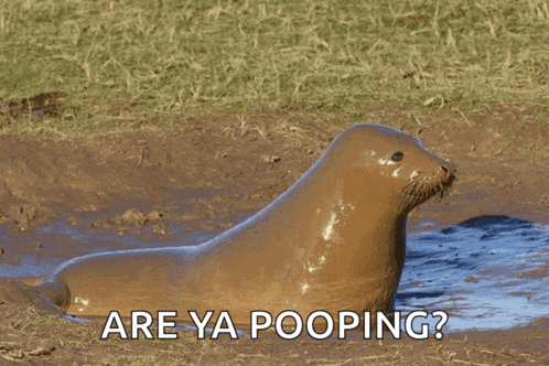 a seal in a puddle with the words are ya pooping