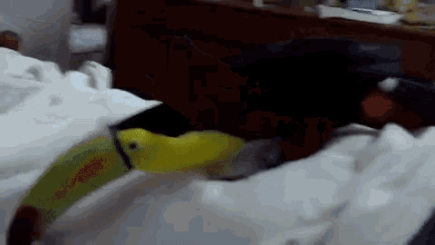 a toucan with a large beak is sitting on a bed