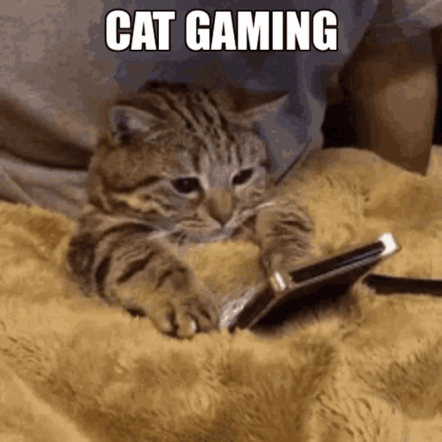 a cat laying on a blanket playing a game on a cell phone