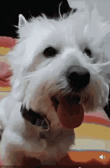 a small white dog with a black collar is sticking its tongue out