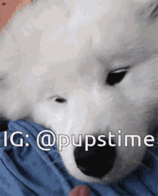 a close up of a white dog with the words ig @pupstime written above it