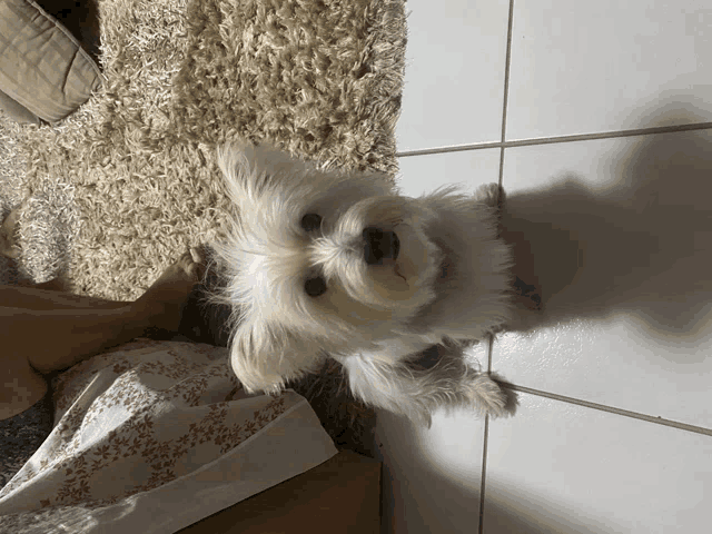 a small white dog laying on a tiled floor