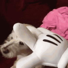 a white dog is laying on a couch next to a mickey mouse glove