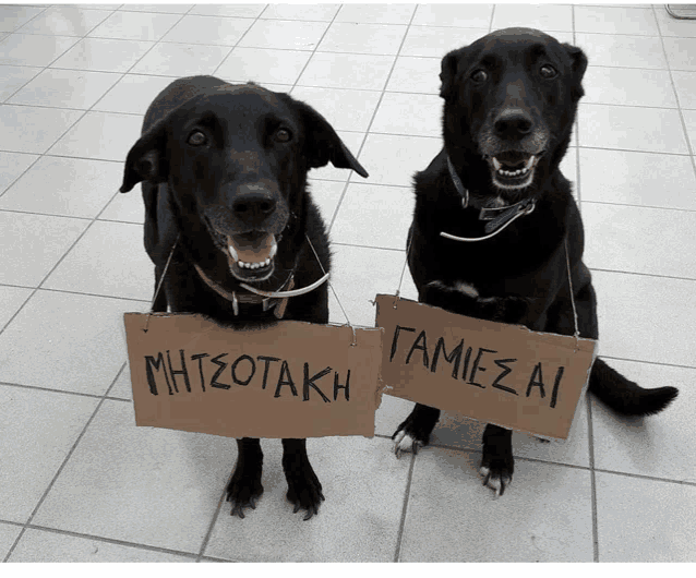 two black dogs holding cardboard signs that say mhtzotakh and tamies ai