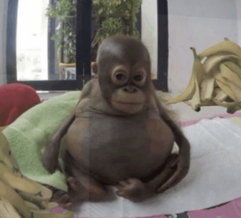 a baby monkey is sitting on a bed with bananas