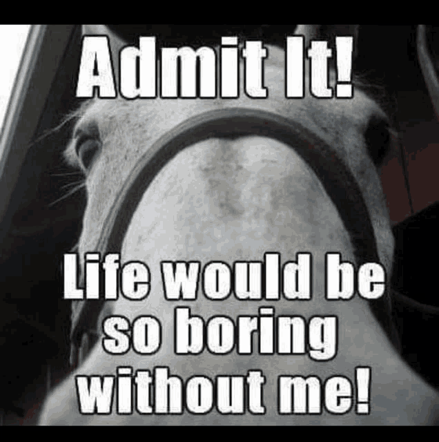 a horse with a caption that says admit it life would be so boring without me !