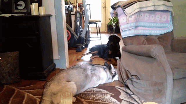 a dog laying on a rug next to a chair with a blanket on it that has the letter c on it