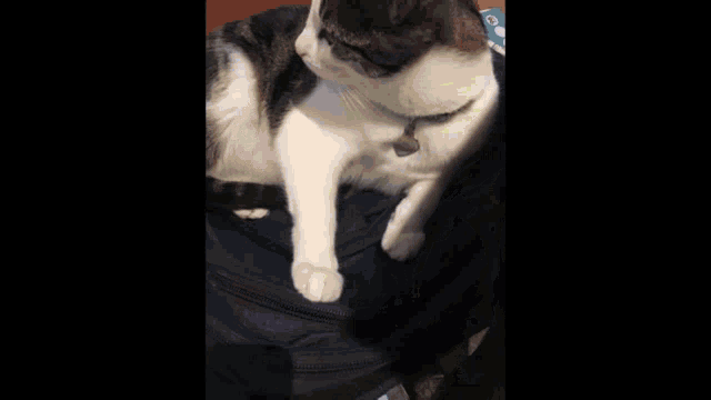a close up of a cat 's face with a blurry background looking at the camera .