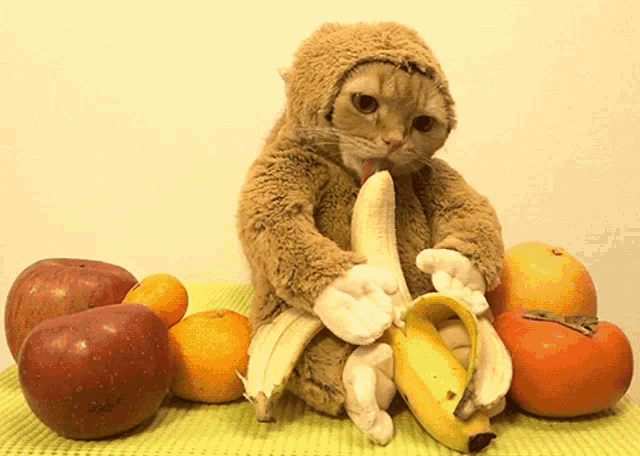 a cat in a monkey costume eating a banana