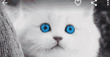 Cat Cute GIF
