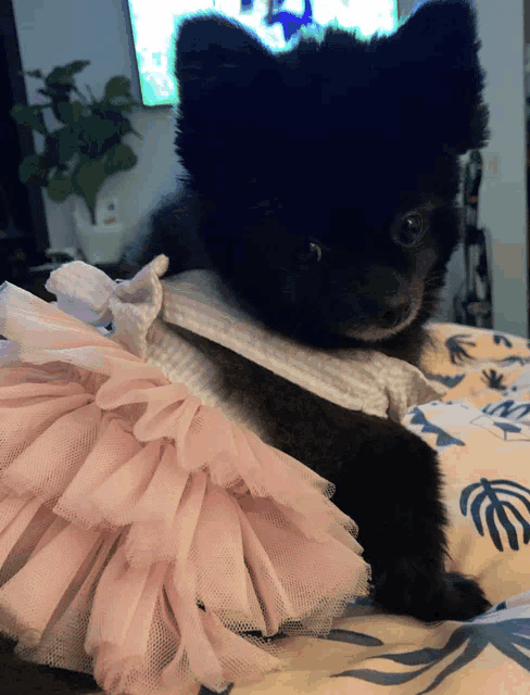 a small black dog wearing a pink tulle skirt