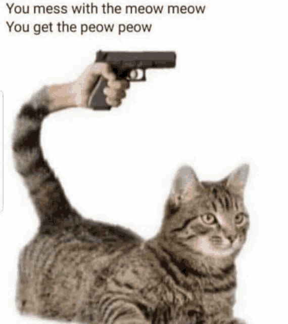 a cat is laying down with a person holding a gun in front of it .