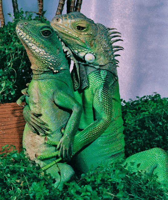 two green lizards are sitting next to each other and one is kissing the other