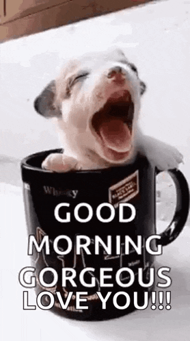 a puppy is yawning in a coffee mug and says `` good morning gorgeous love you '' .