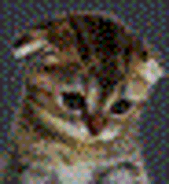 a close up of a kitten 's face with a blurred background .