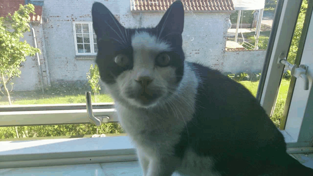 a black and white cat looking out a window