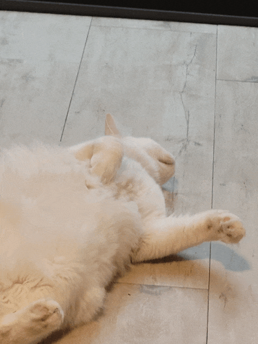 a white cat is laying on its back on a tile floor