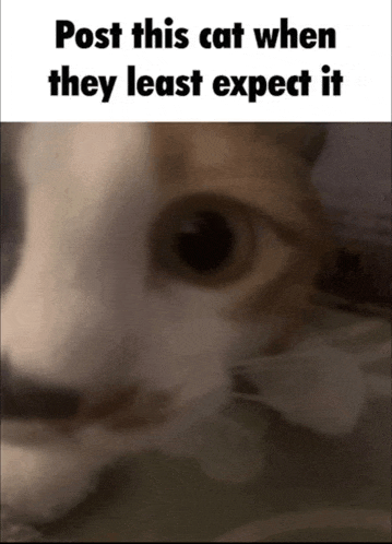 a picture of a cat with the words post this cat when they least expect it