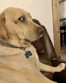 a close up of a dog sitting on a couch looking at the camera .