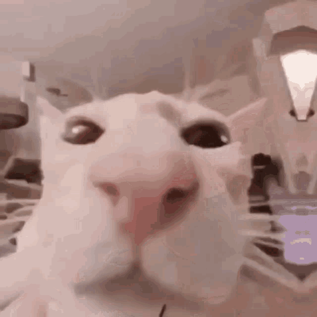 a close up of a white cat 's face with a pink nose looking at the camera .
