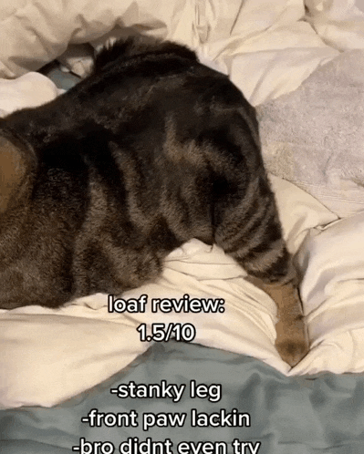 a cat is laying on a bed with a loaf review written on it