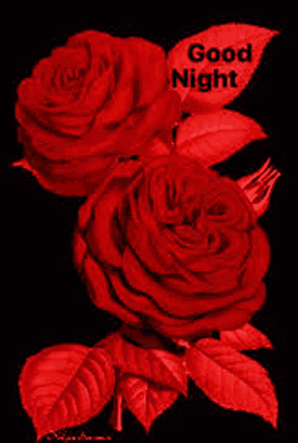 a couple of red roses on a black background with the words `` good night '' written on them .