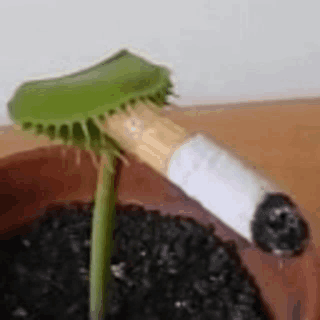 a cigarette is sticking out of a plant in a pot on a table .