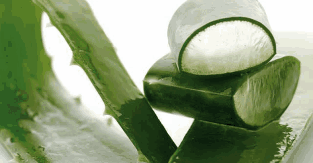a close up of an aloe vera plant with a slice taken out of it