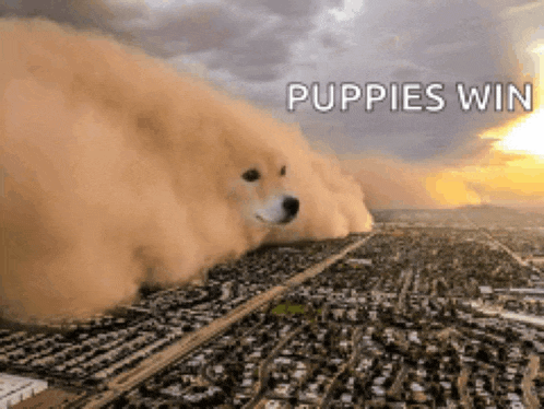 a picture of a dog blowing sand over a city with puppies win written on it