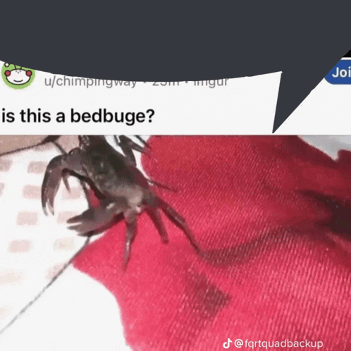 a crab is crawling on a person 's arm and the question is is this a bedbug