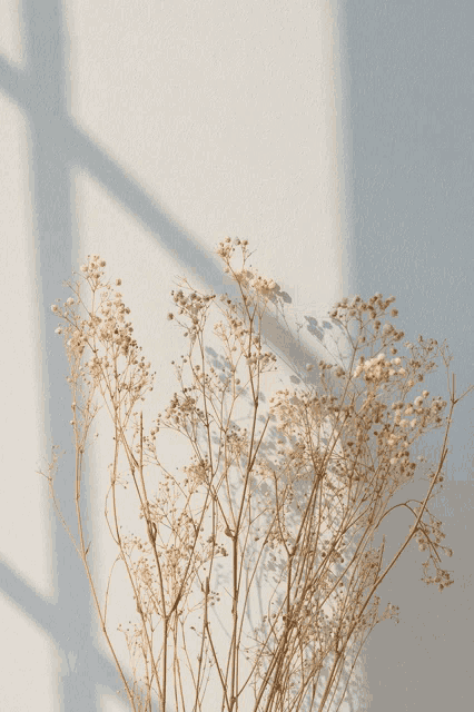 a bunch of dried flowers against a white wall with a window shadow