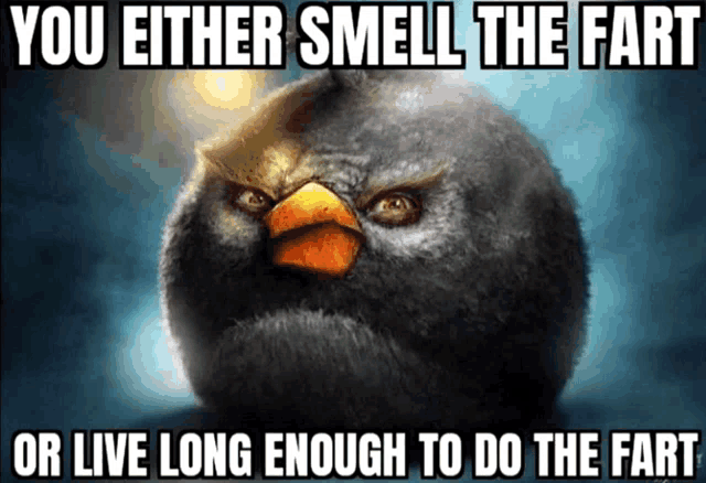 an angry bird with the words " you either smell the fart or live long enough to do the fart " below it