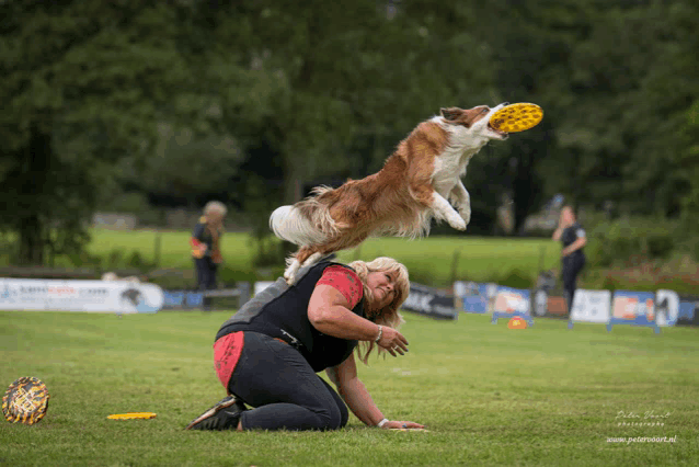 a dog is jumping in the air to catch a frisbee in a field