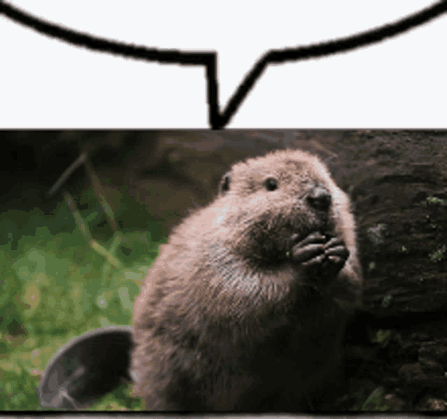 a beaver with a speech bubble above it