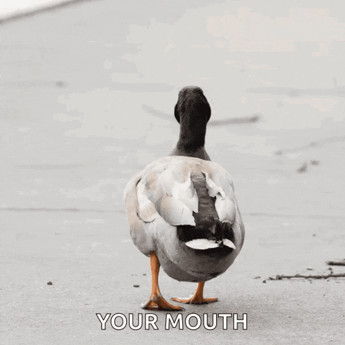 a duck is standing on a sidewalk with the words " your mouth " below it