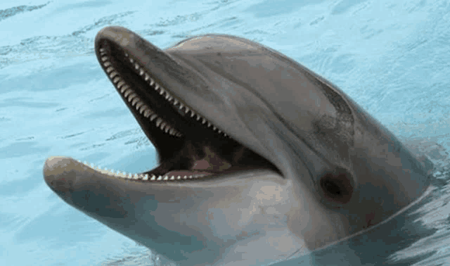 a dolphin is swimming in the water with its mouth wide open