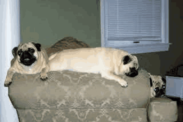 three pug dogs are laying on a couch in a living room .